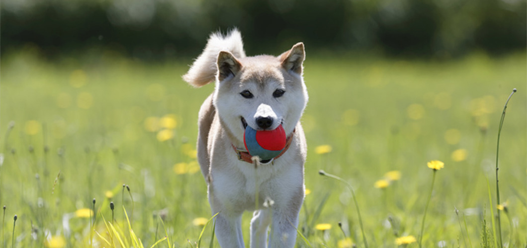 ガスパーク沖縄イメージ2